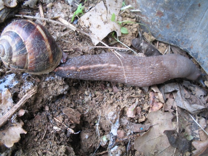 Limax aldrovandi Moquin-Tandon 1855 da Monteveglio (BO)